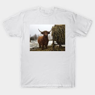 Scottish Highland Cattle Cow 2164 T-Shirt